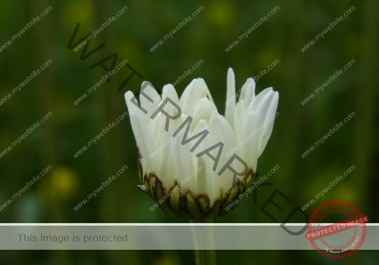 Margerite 35