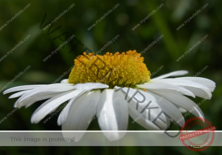Margerite 40