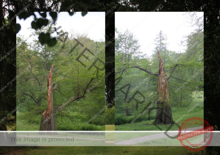 gewitterbaum1