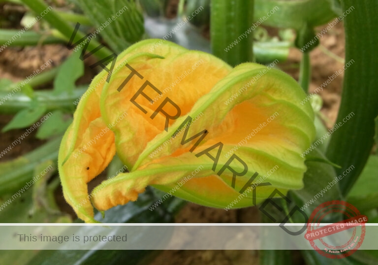 Garten, Zucchini 01