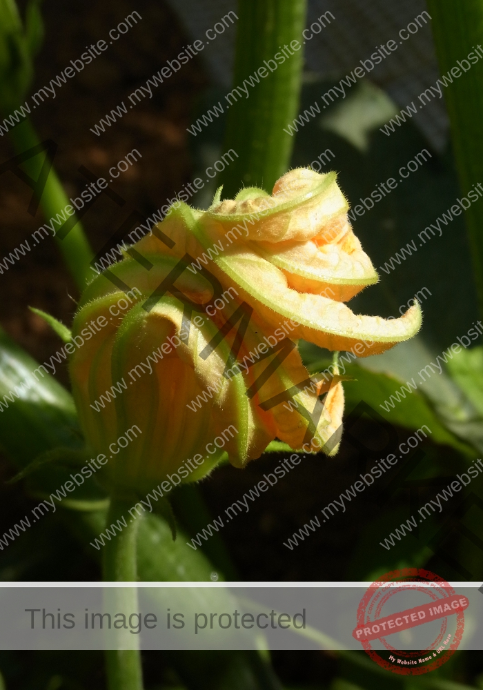 Garten, Zucchini 03