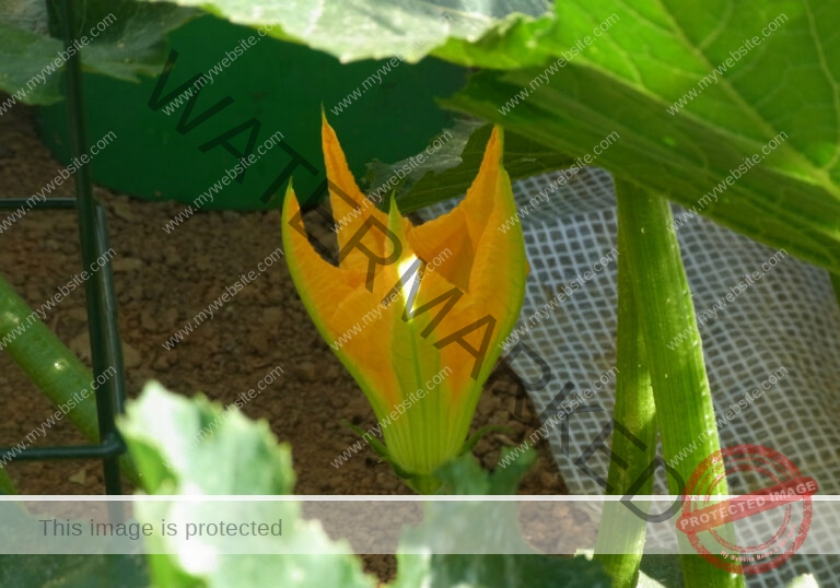 Garten, Zucchini 05