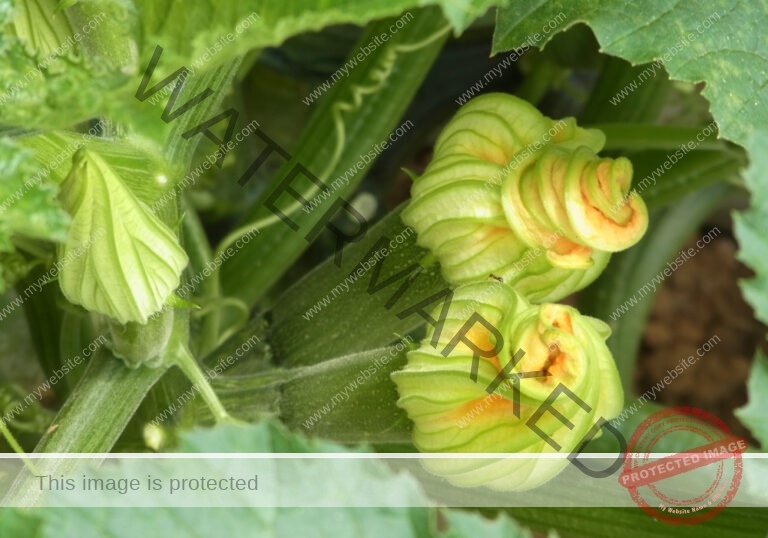 Garten, Zucchini 06