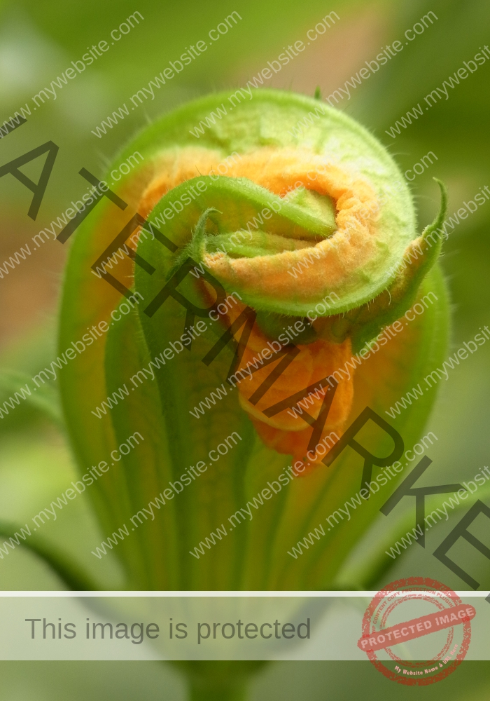 Garten, Zucchini 07