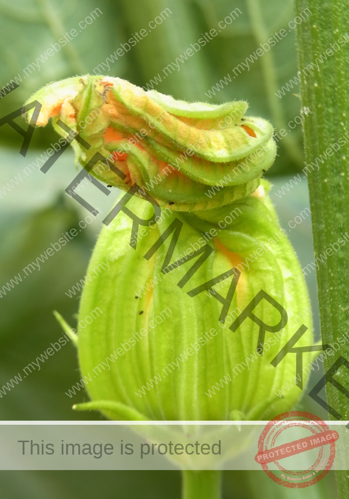 Garten, Zucchini 08