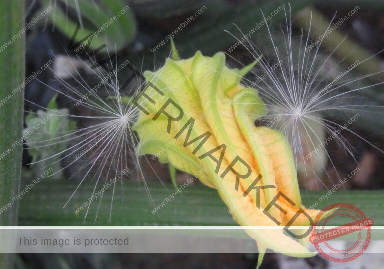 Garten, Zucchini 09