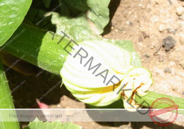 Garten, Zucchini 10