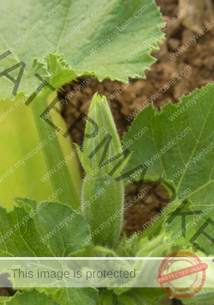 Garten, Zucchini 11