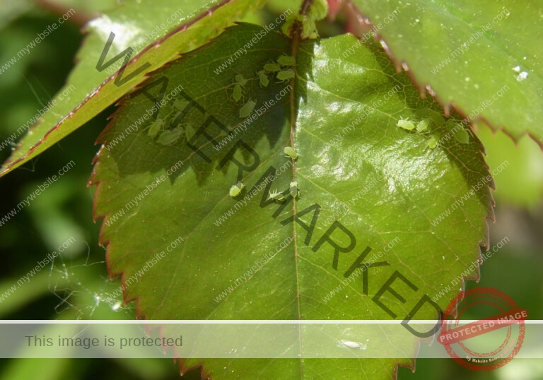 Makro Gartentiere 31
