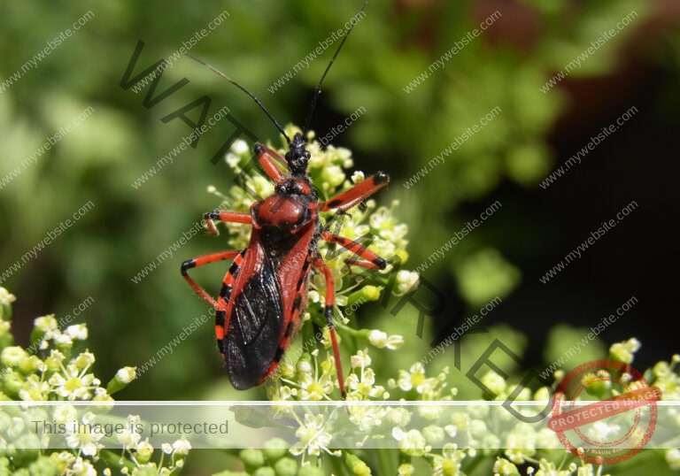 Makro Gartentiere 33