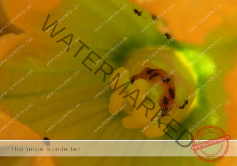 Makro Gartentiere 34