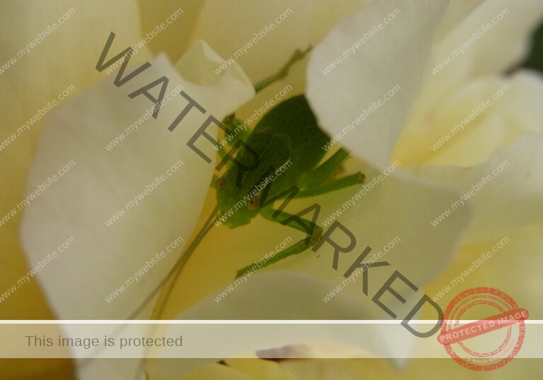 Makro Gartentiere 37