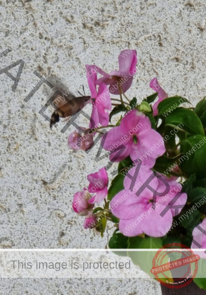 Makro Gartentiere 46