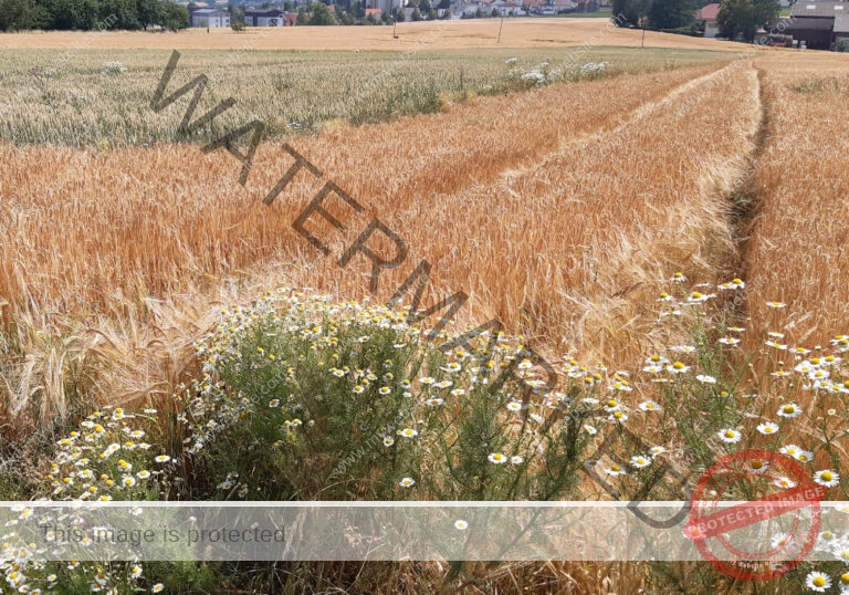 ruh - Hohenberg-Runde 101