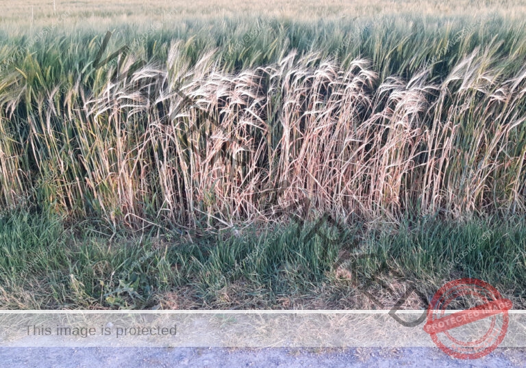 ruh - Hohenberg-Runde 98