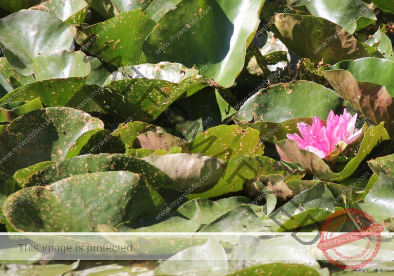 Blumen 126