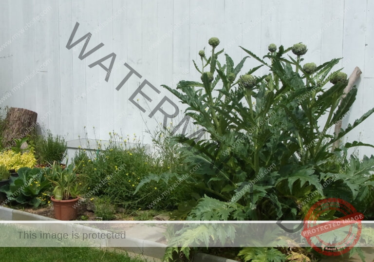 Garten - Artischocke 01