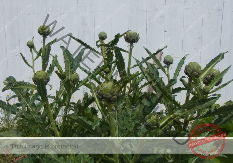 Garten - Artischocke 02