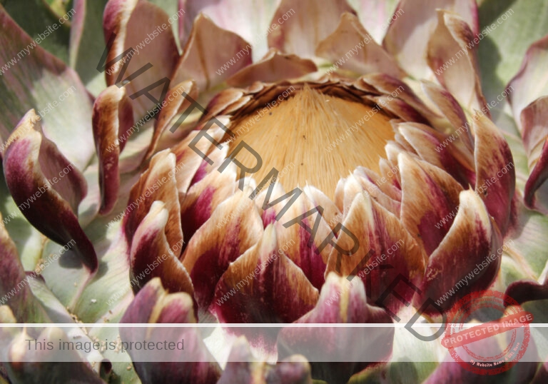 Garten - Artischocke 10