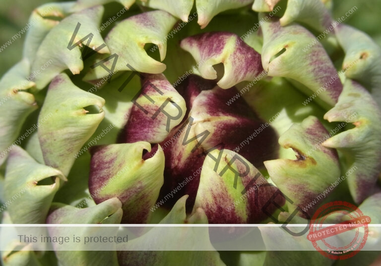Garten - Artischocke 16
