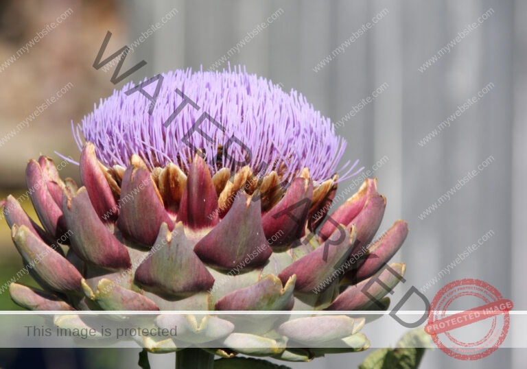 Garten - Artischocke 21