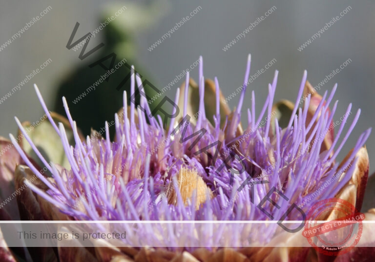 Garten - Artischocke 22