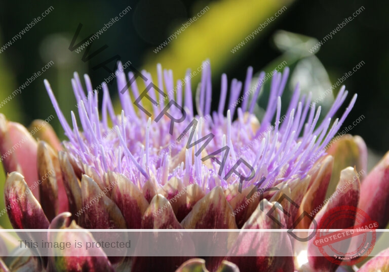 Garten - Artischocke 23