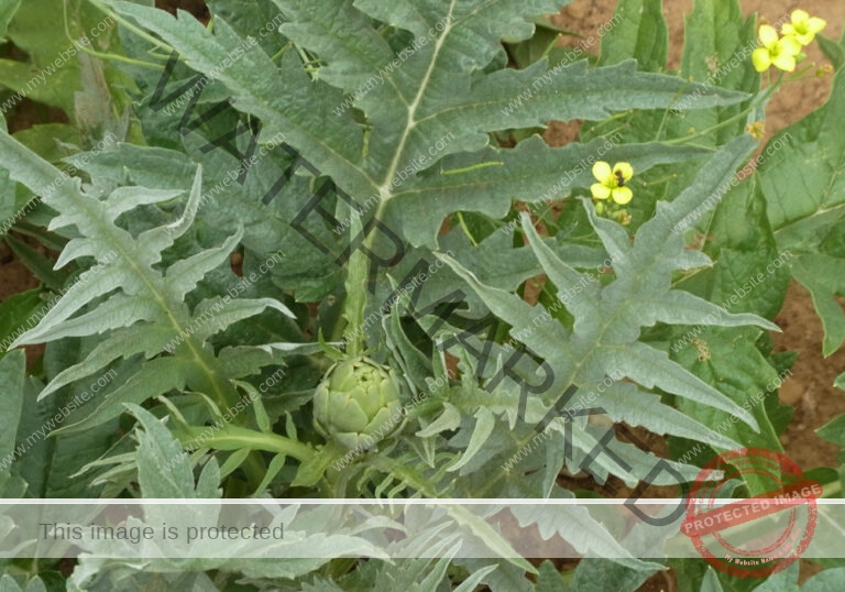 Garten - Artischocke 26