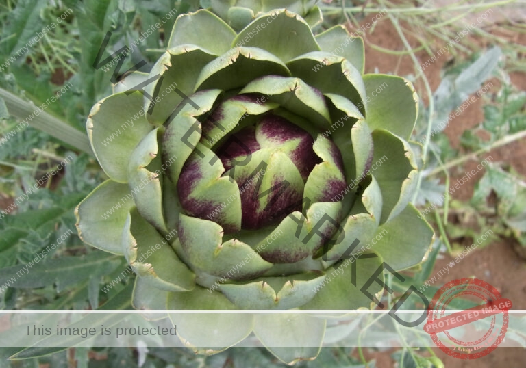 Garten - Artischocke 27