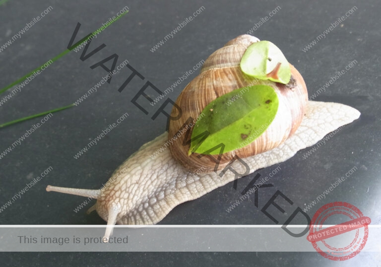Makro Gartentiere 49