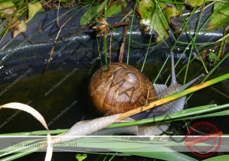 Makro Gartentiere 50