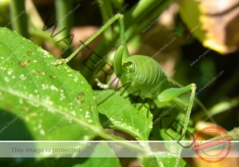 Makro Gartentiere 54