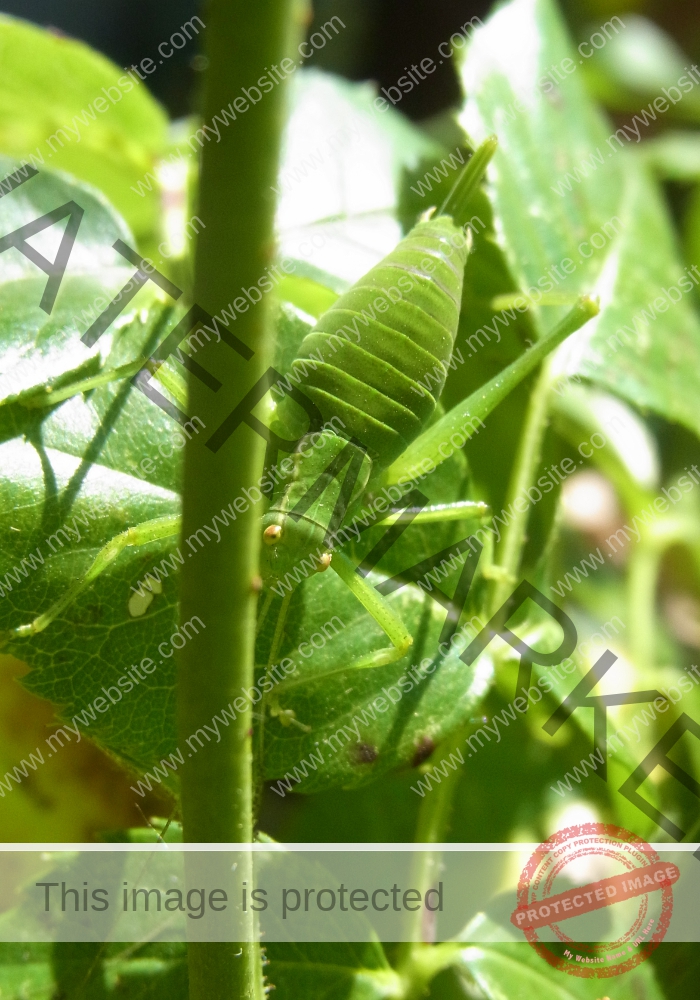 Makro Gartentiere 55