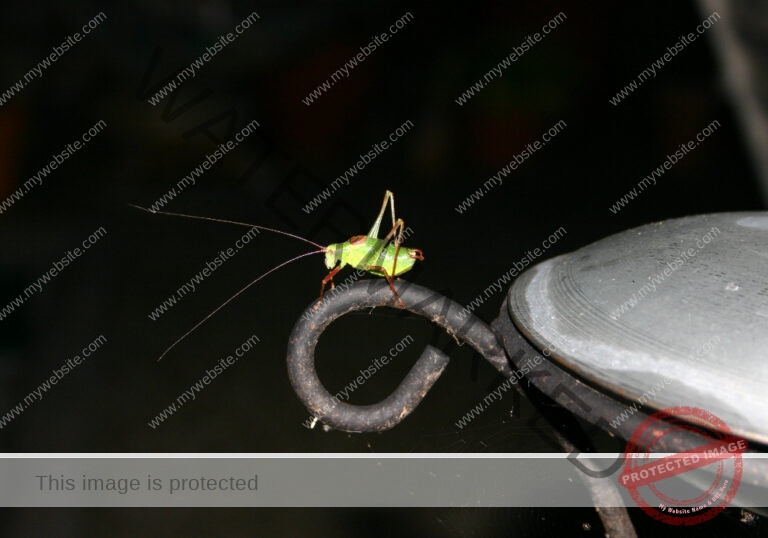 Makro Gartentiere 58