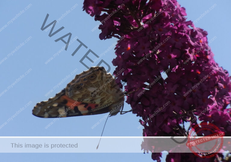 Makro Gartentiere 60