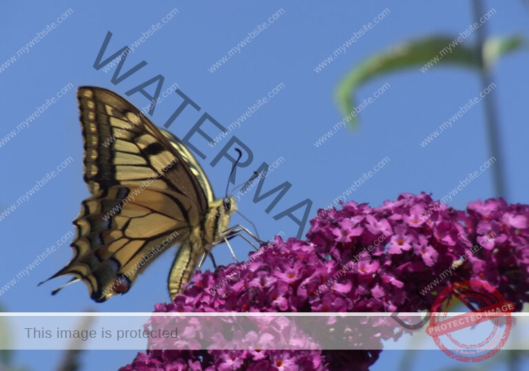 Makro Gartentiere 62
