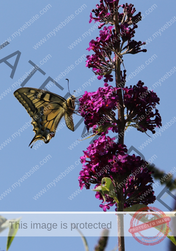 Makro Gartentiere 64