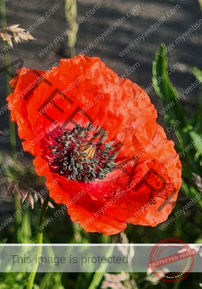 Blumen 120