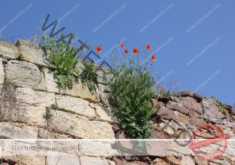 Blüten, Mohn unterwegs 26