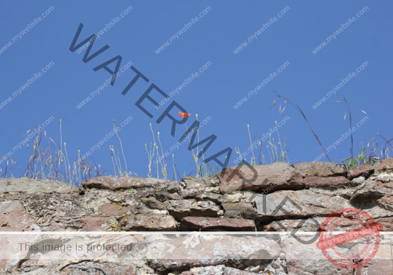 Blüten, Mohn unterwegs 27