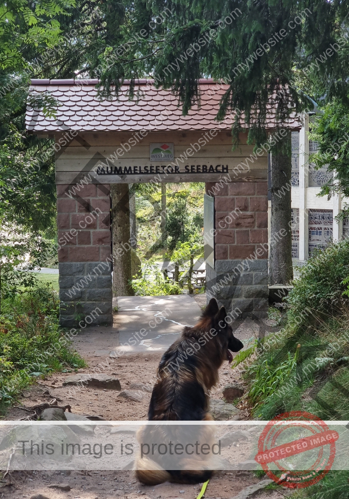 Hornisgrinde-Mummelsee, 3x - 38