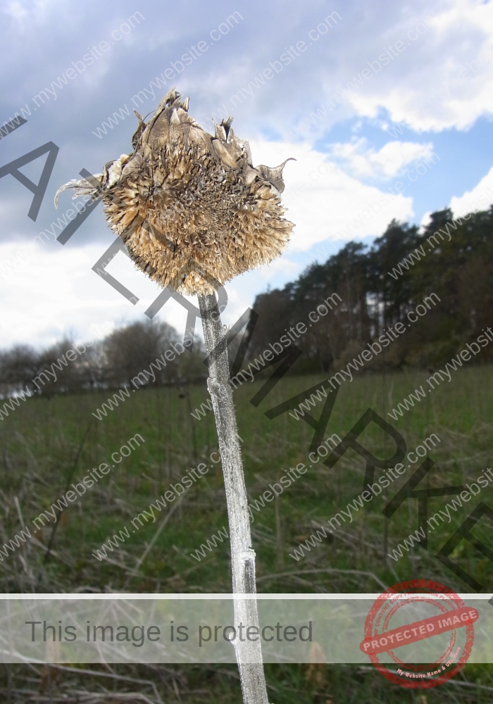 LB Sonnenblumen 003