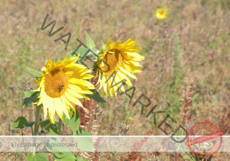 LB Sonnenblumen 006