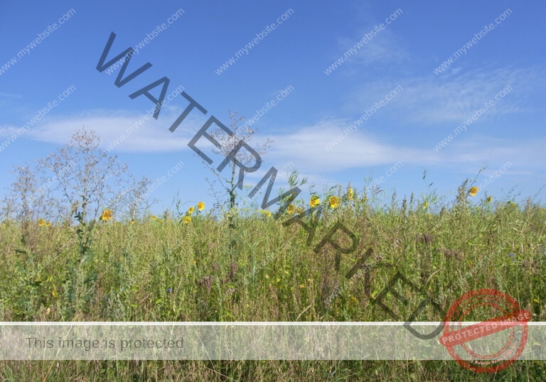 LB Sonnenblumen 007