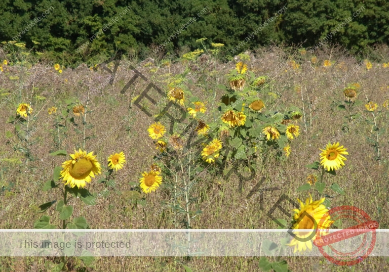 LB Sonnenblumen 008
