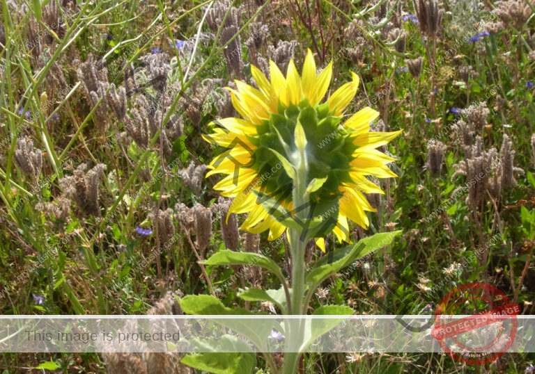LB Sonnenblumen 010