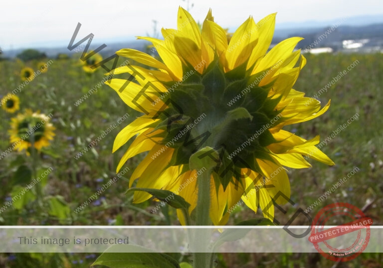 LB Sonnenblumen 011