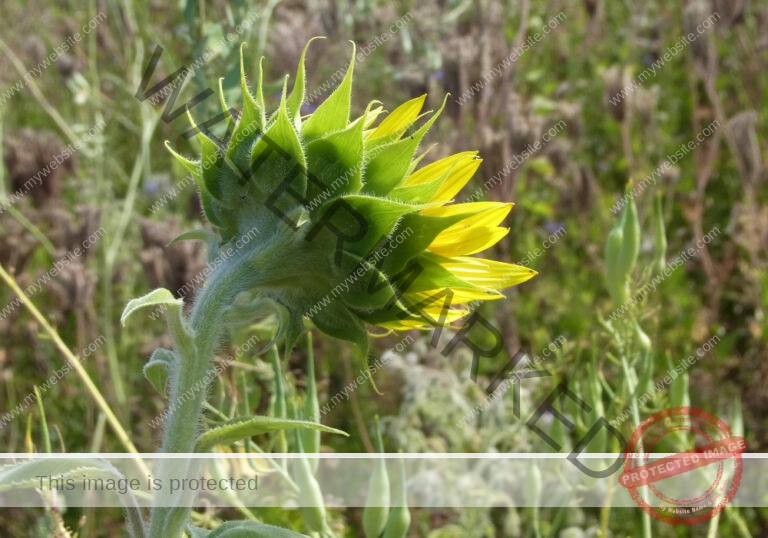 LB Sonnenblumen 012