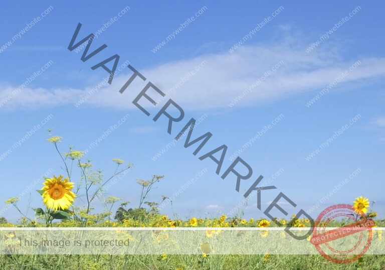 LB Sonnenblumen 013