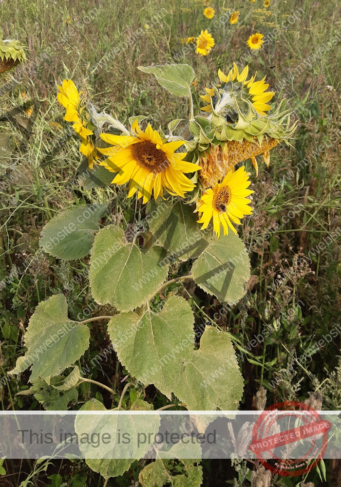 LB Sonnenblumen 014